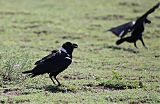 White-necked Raven
